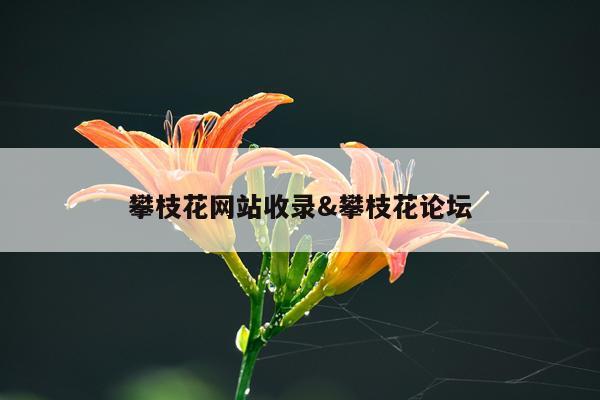 攀枝花网站收录&攀枝花论坛